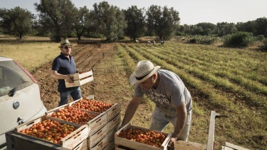 UE hace concesiones a agricultores para impulsar acuerdo con Mercosur