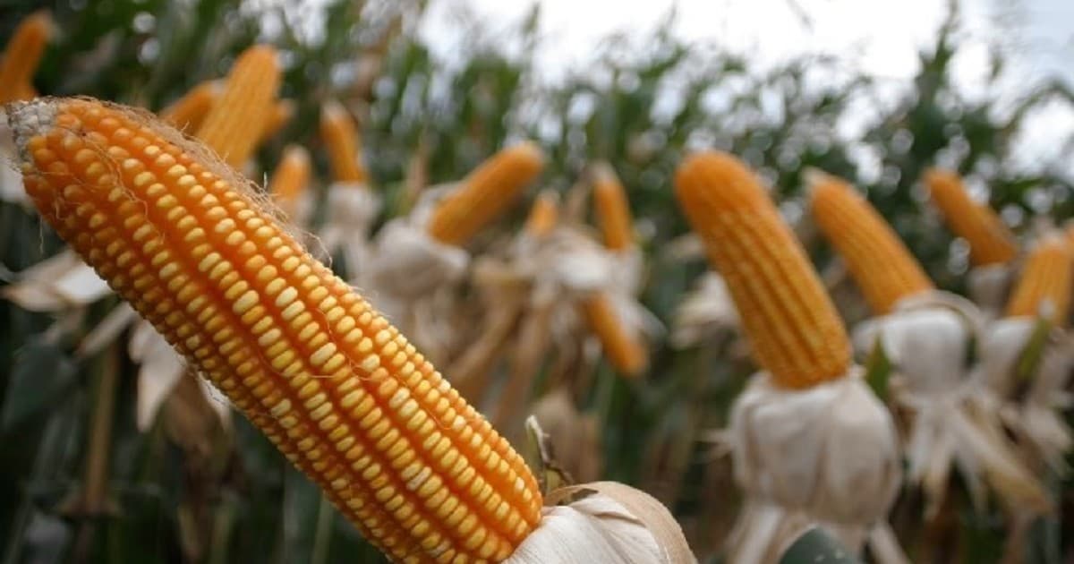 Crisis global: Argentina emerge como potencia alimentaria y energética