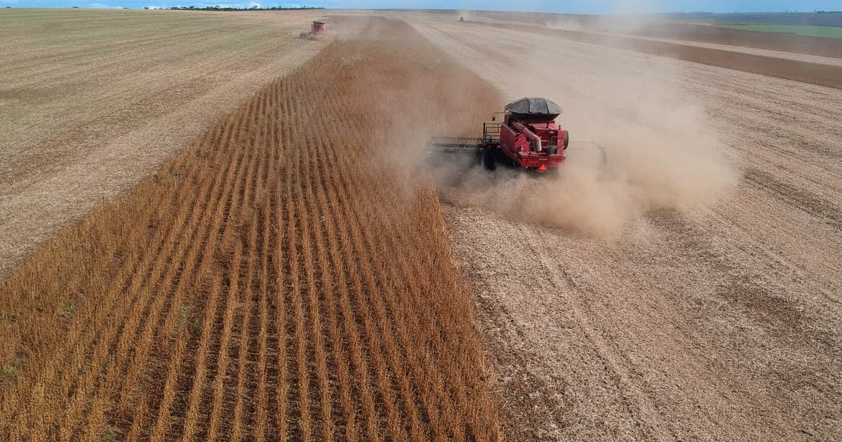 Soja en caída libre: ¿qué está pasando en el mercado?