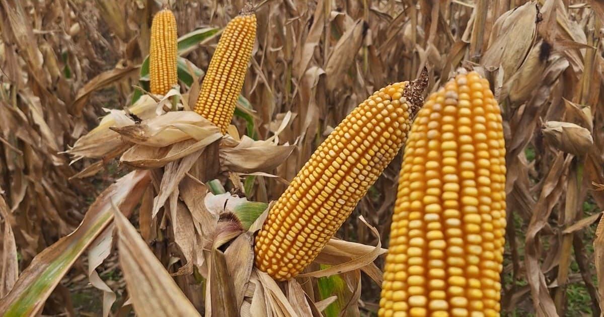 El maíz argentino supera precios de Chicago en un mercado sólido
