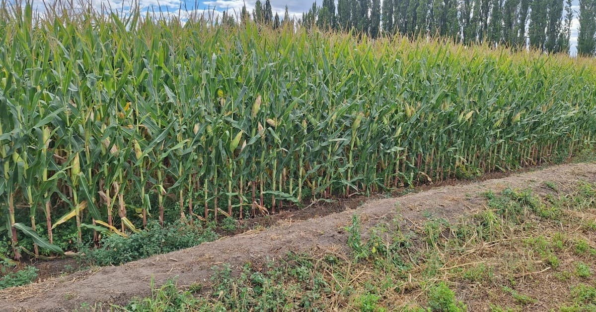 Río Negro impulsa proyecto agroindustrial con maíz y ganadería